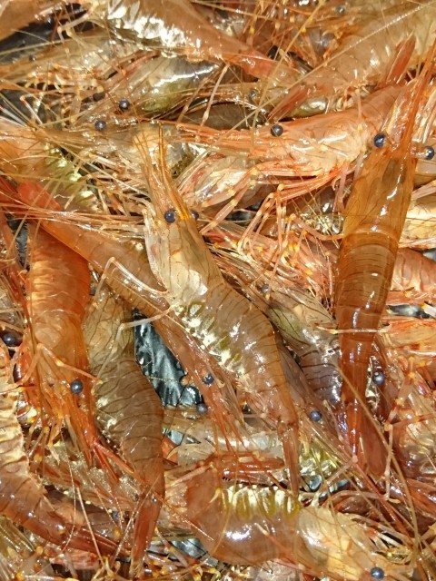 Crevettes fraîches