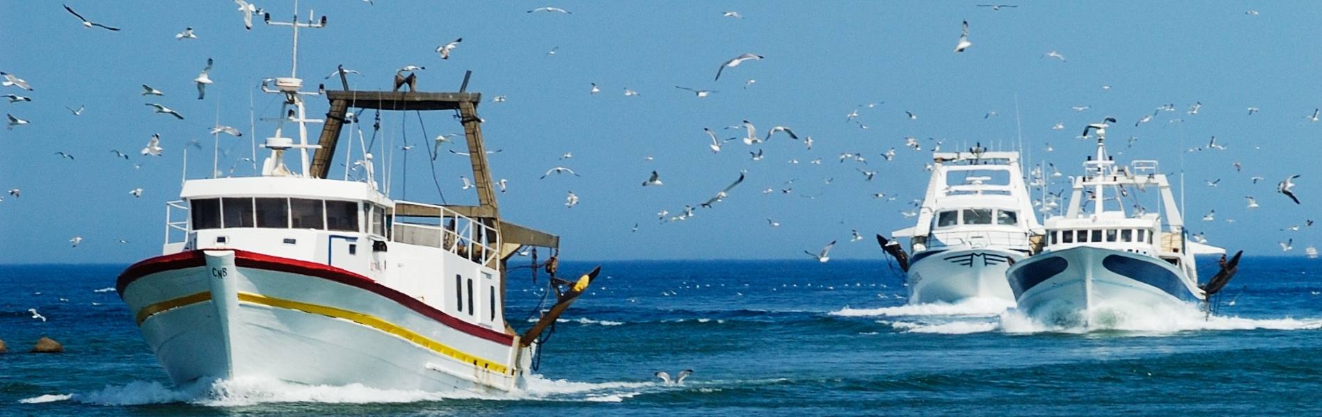 Direct supply from fishing boats and French auctions every day